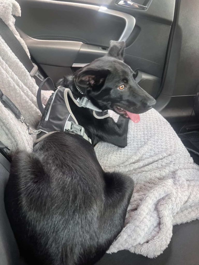 6 moths Border collie Mixed 