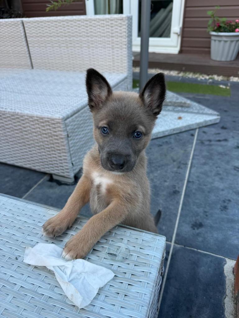 Border collie x Belgian Malinois puppies🌟