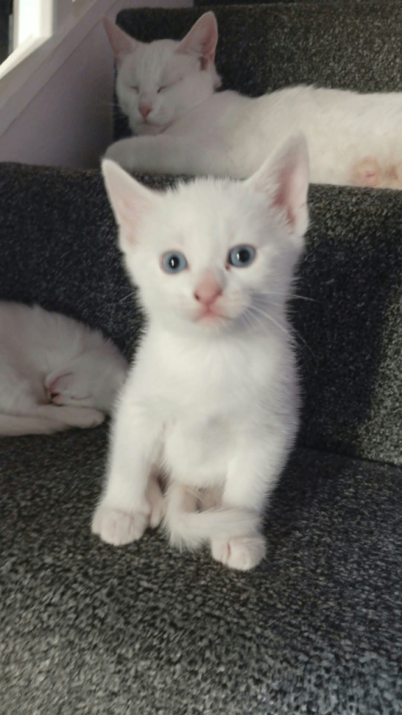 Persian x kitten