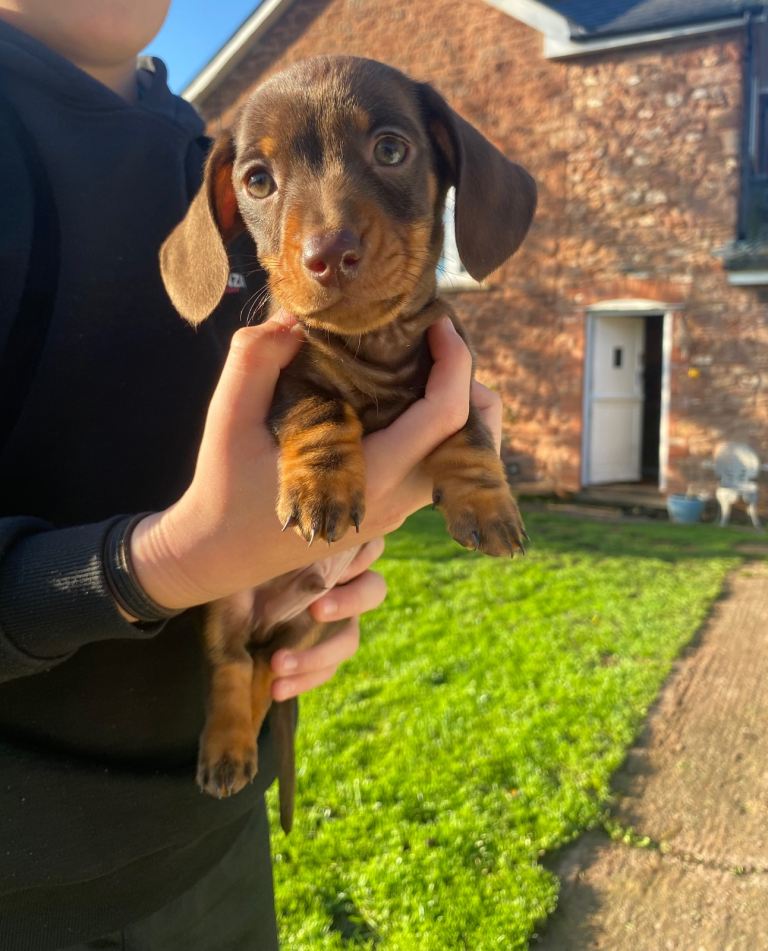 Miniature Dachshund puppies ⭐️only one male left⭐️