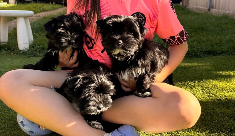 Mini rare black and white Yorkshire Terrier only two girls left