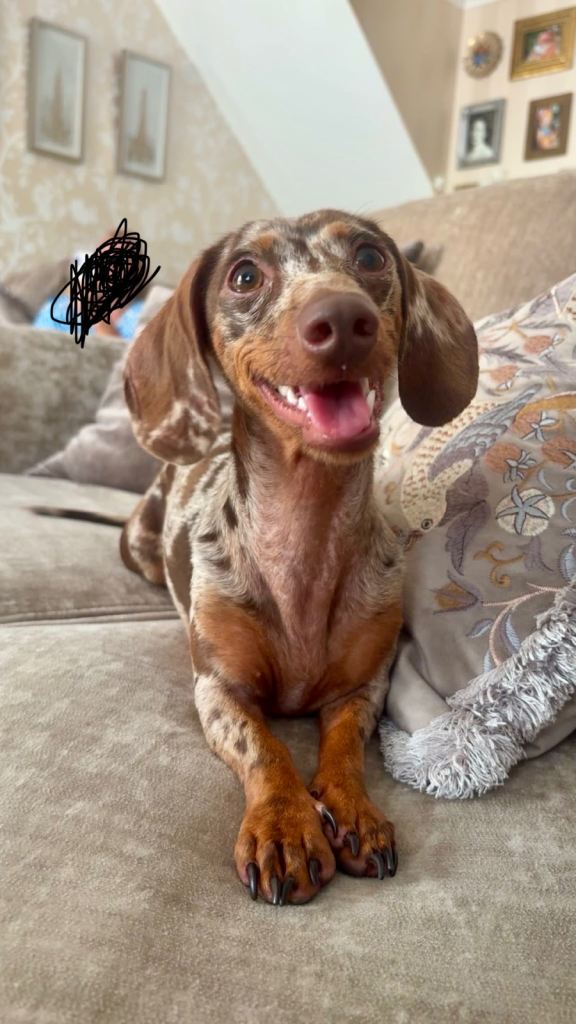 Miniature dash hound dapple