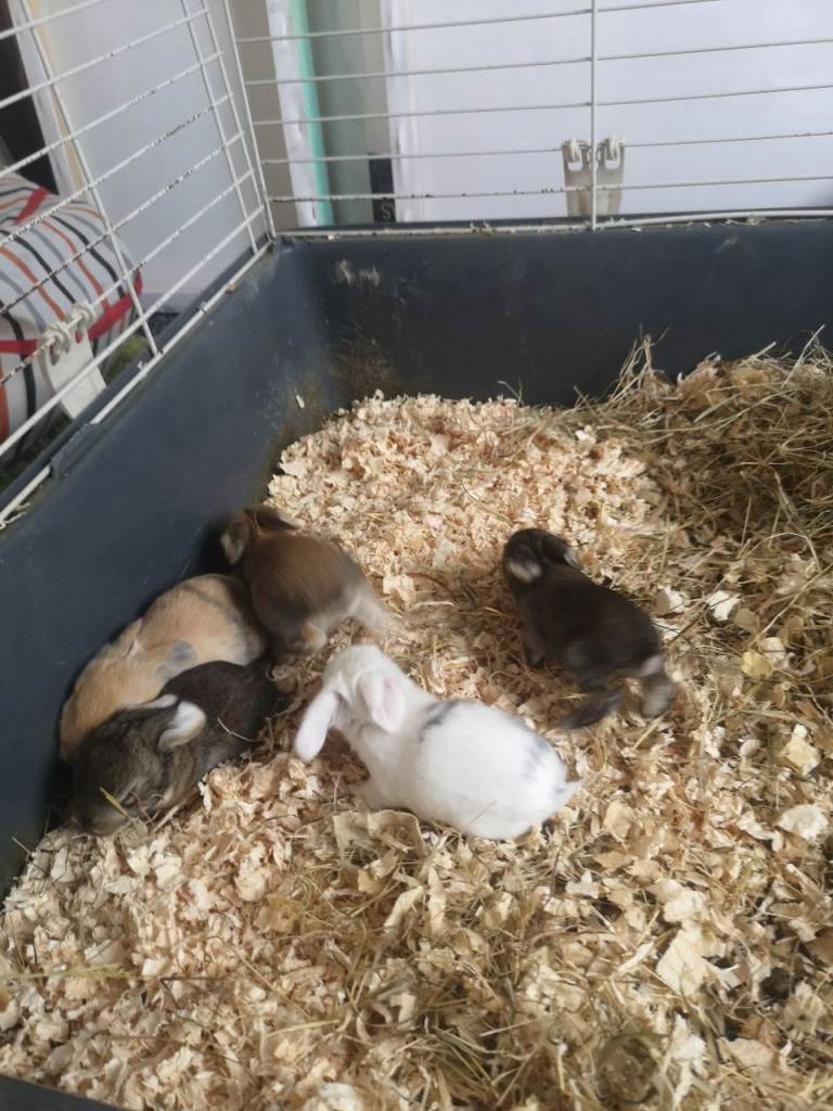 5 Gorgeous Baby lop eared rabbits for sale 