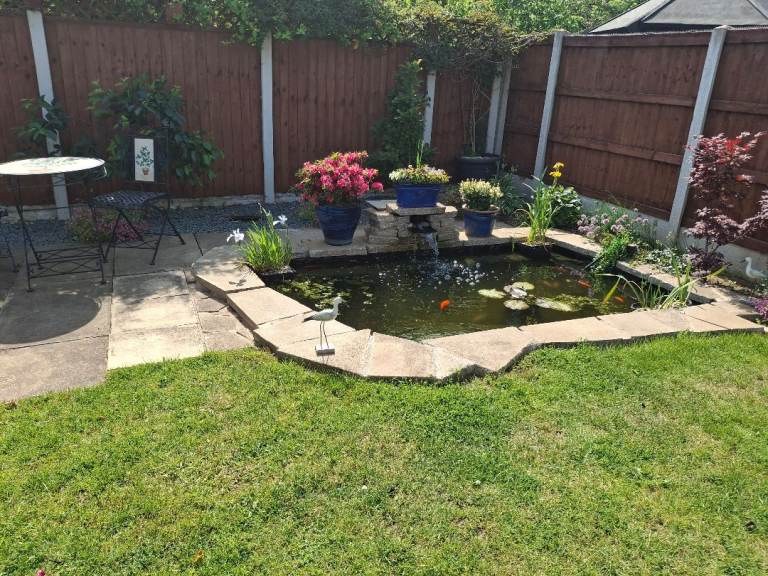 Pond Fish Wanted