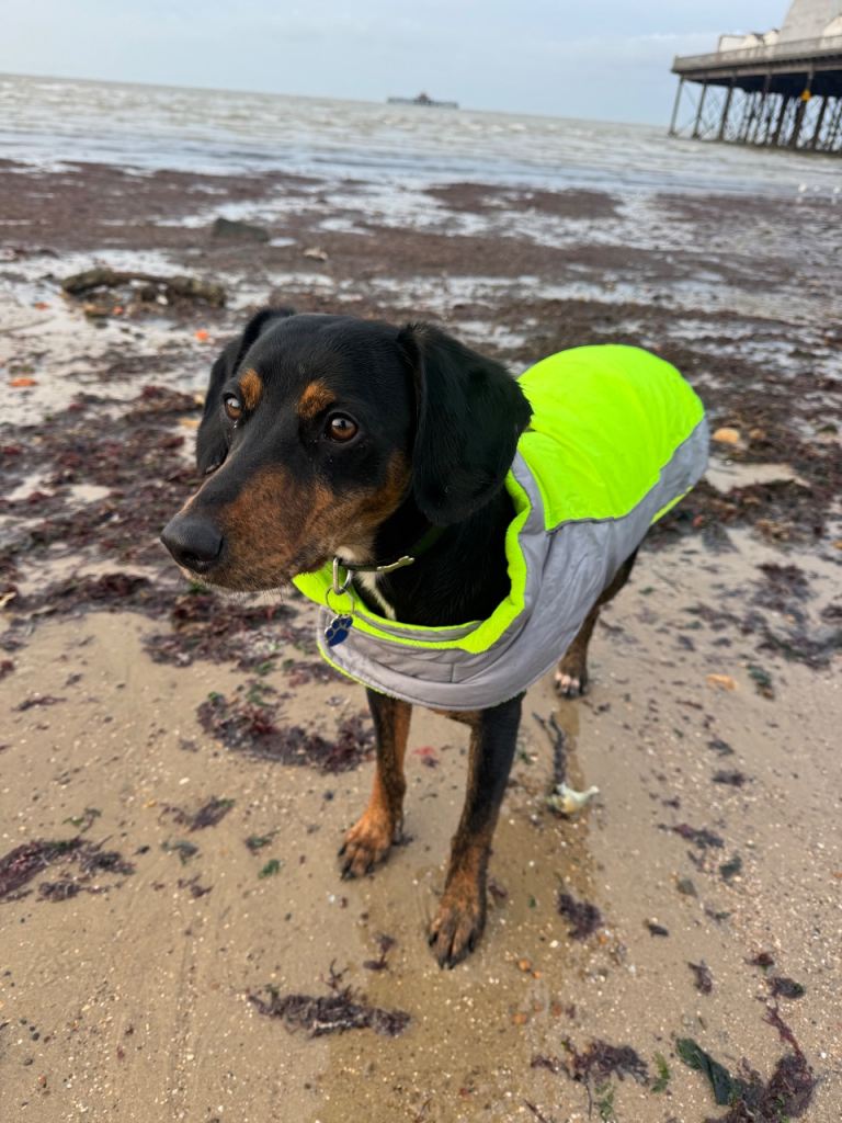 Whippet x Cocker spaniel 