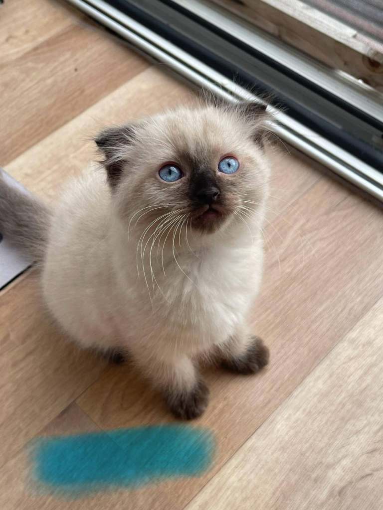 Beautiful Blue‑Eyed Male Ragdoll/Siamese Kitten – 2.5 Months Old