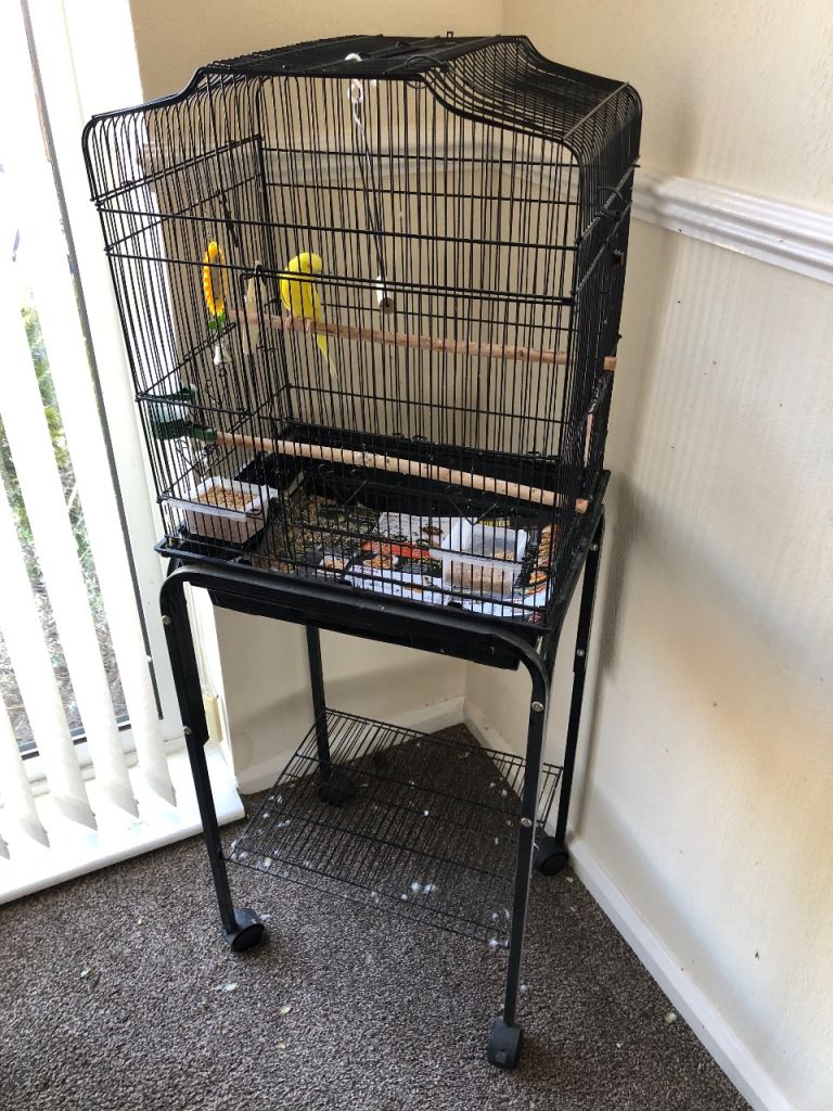 Budgie and cage for sale