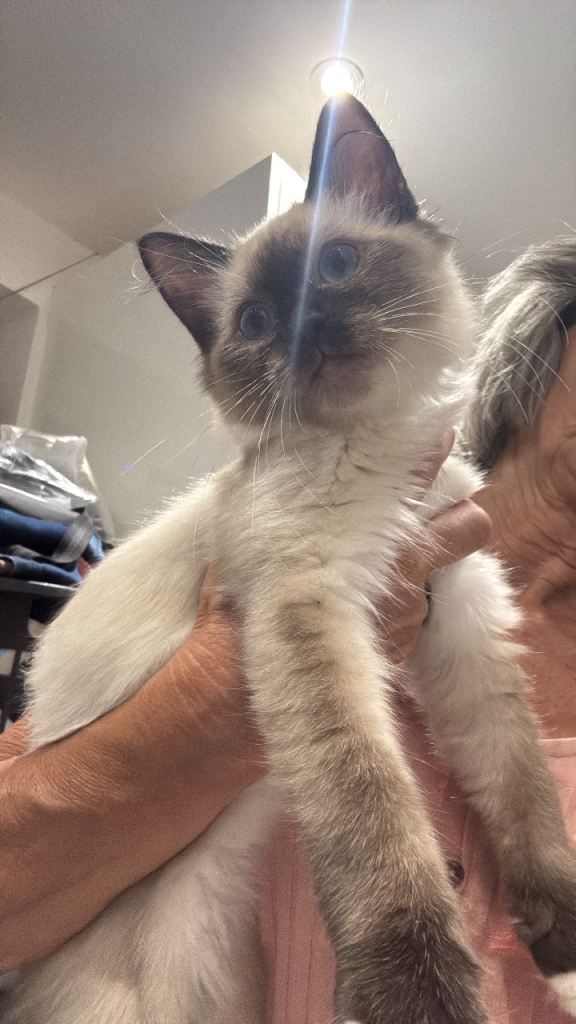 Ragdoll kitten