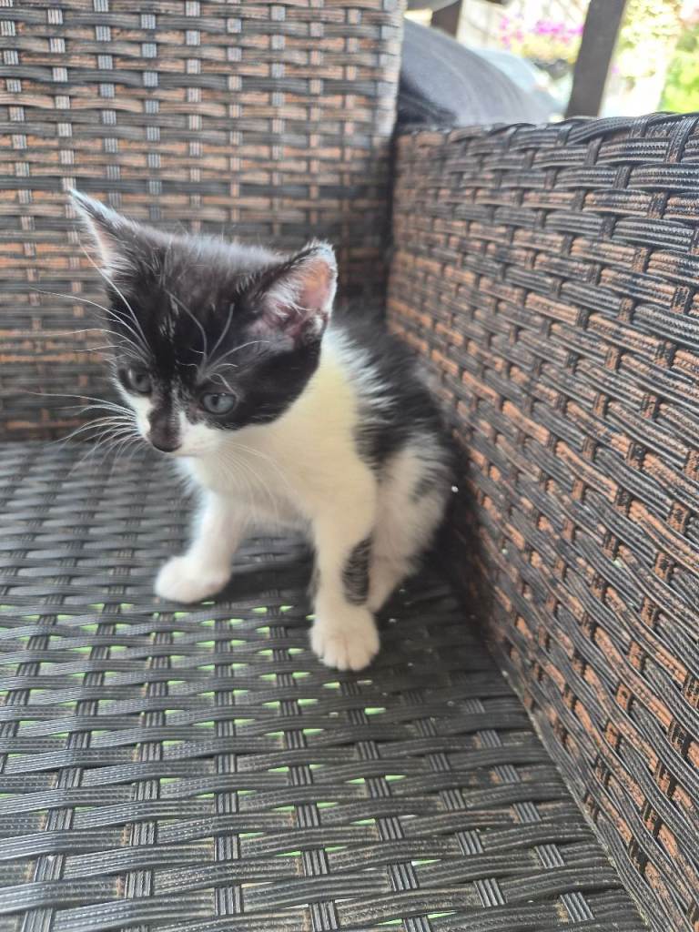 Kitten female