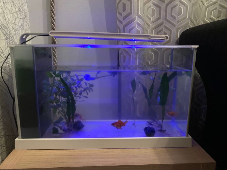 image for Fish with tank and filter and living plants
