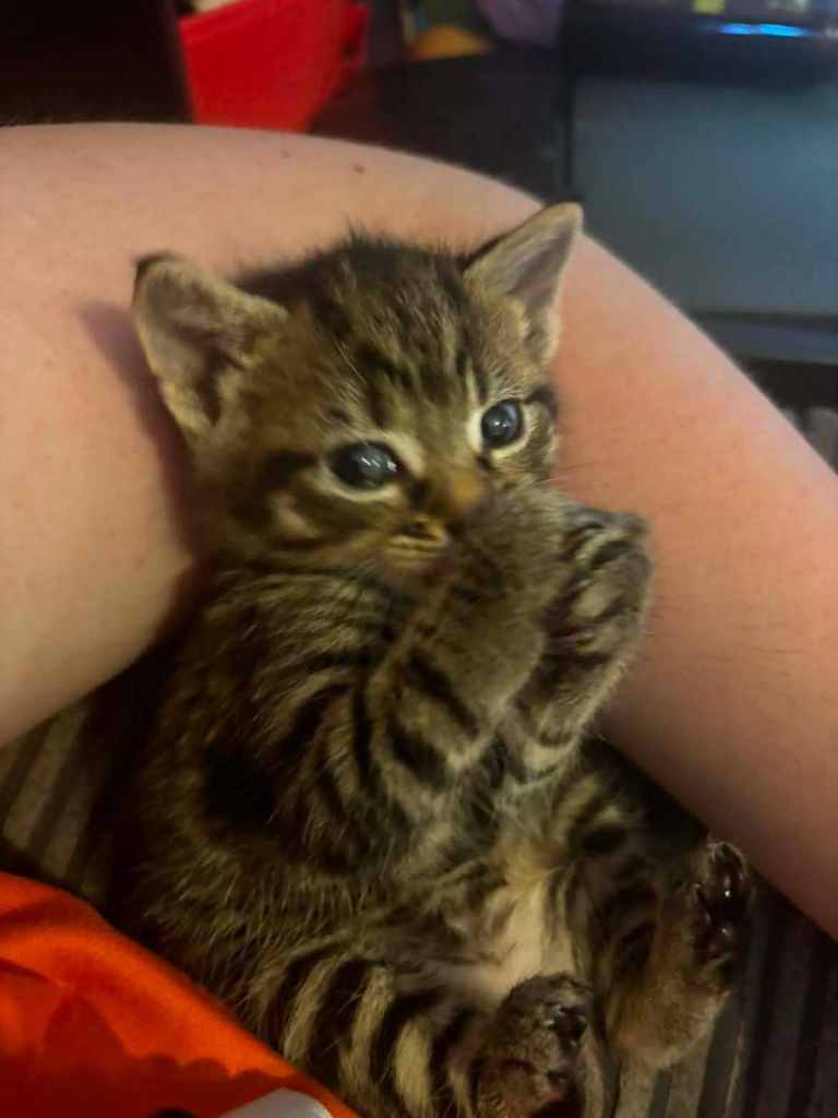 Kittens for sale