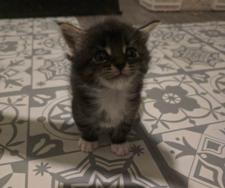 Maine Coon cross kittens