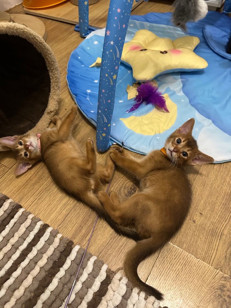 Abyssinian kittens 
