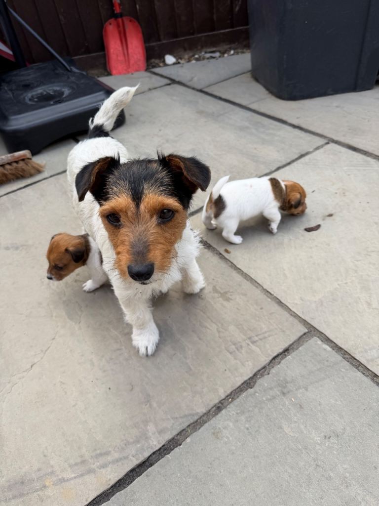 3 Jack Russell puppies