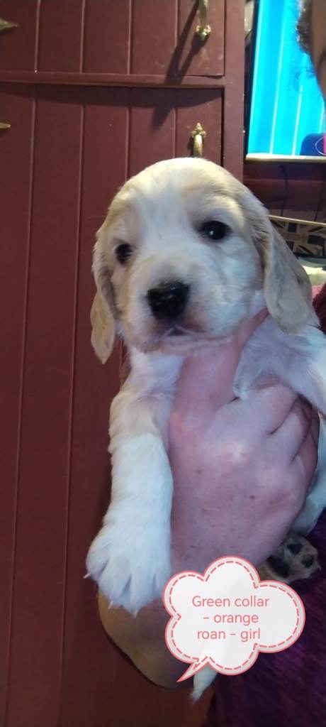 Stunning Kc reg cocker spaniel pups for sale - golden and orange roan