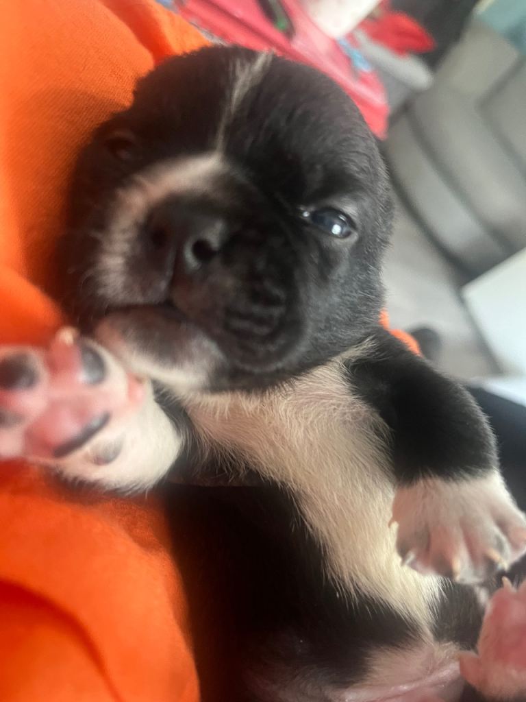 French bulldog x chug boy