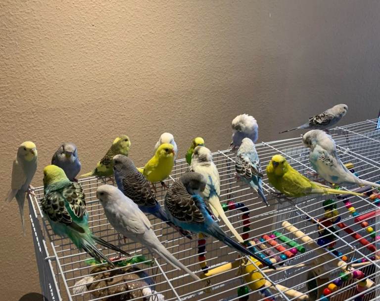 Male Budgies for sale 