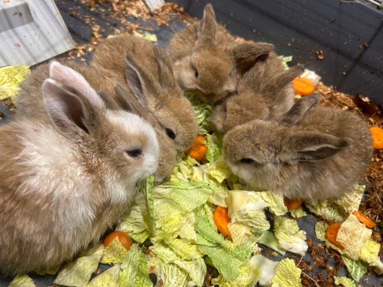 Pedigree Loopear bunnies 