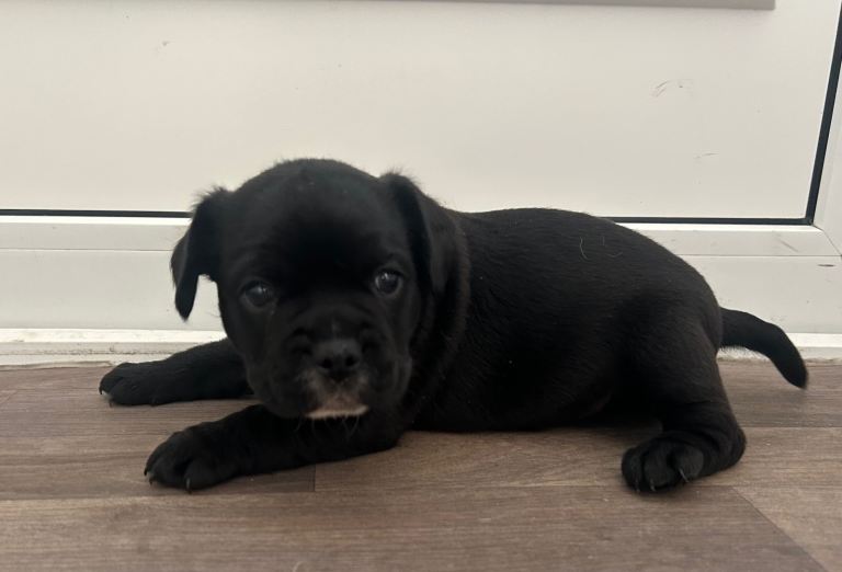 Beautiful boy French bulldog cross border collie pup for sale 