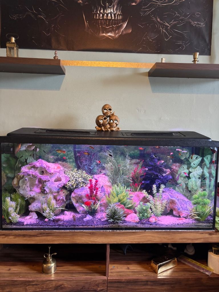 Good home waiting for unwanted tropical fish 