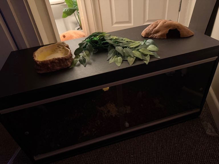 vivarium reptile