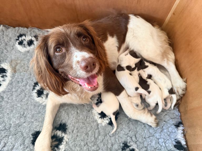 Springer Spaniel puppies
