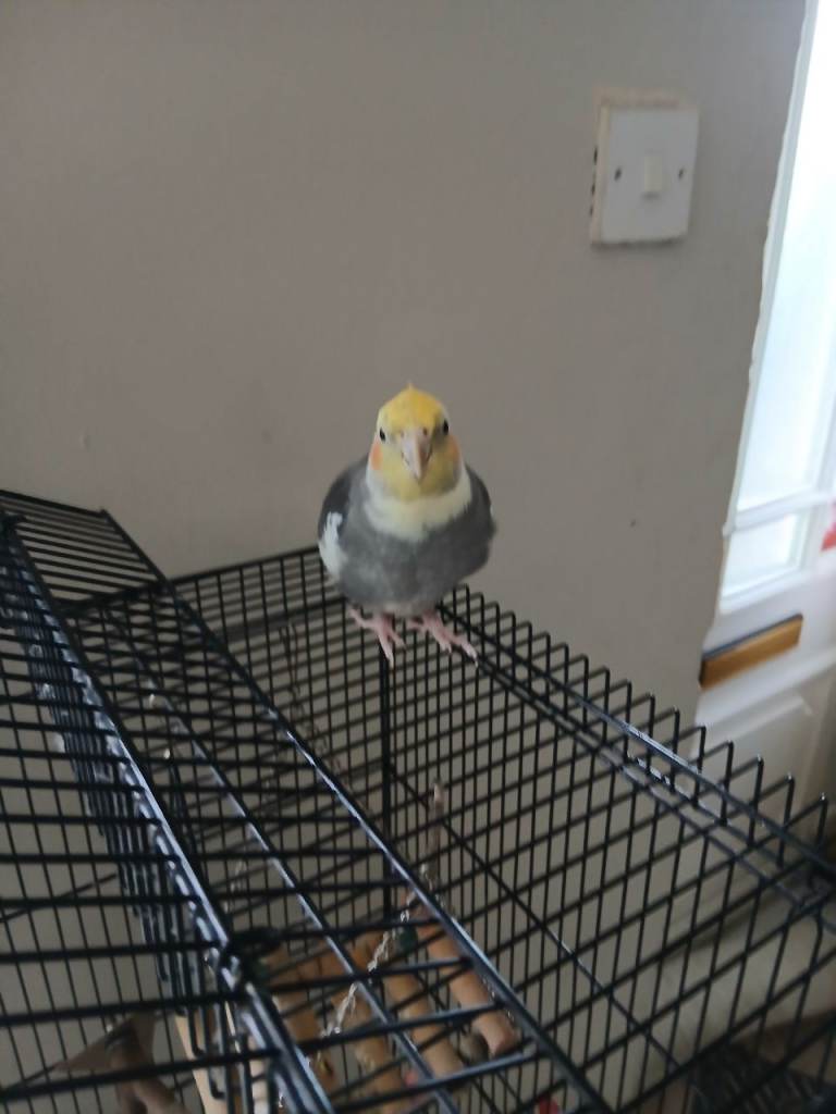 Cockateil 4yrs old talks