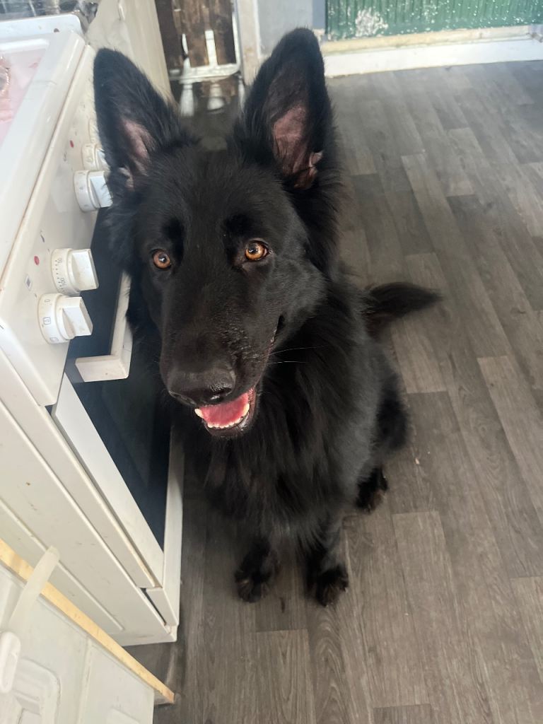 Black German shepherd 