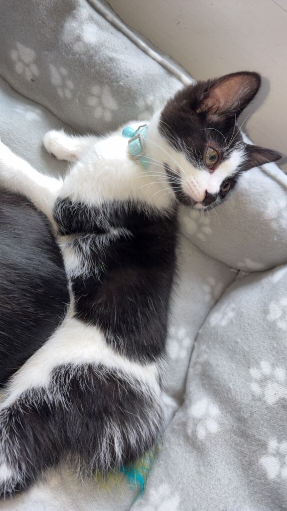 Kittens For Sale 9 Weeks And 12 Weeks 