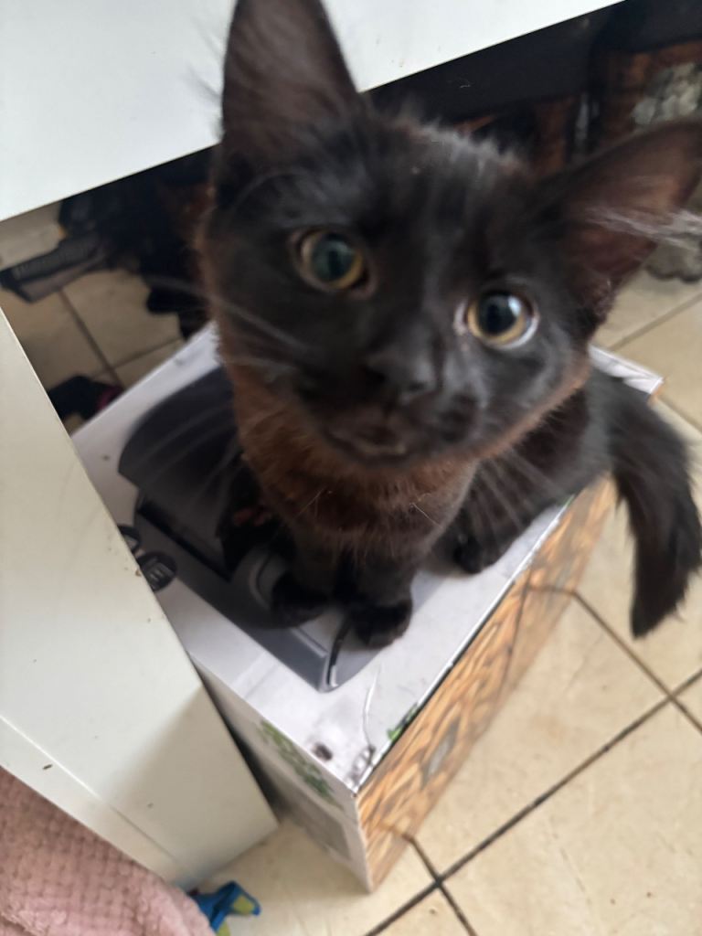 Two 16 week old male kitten!