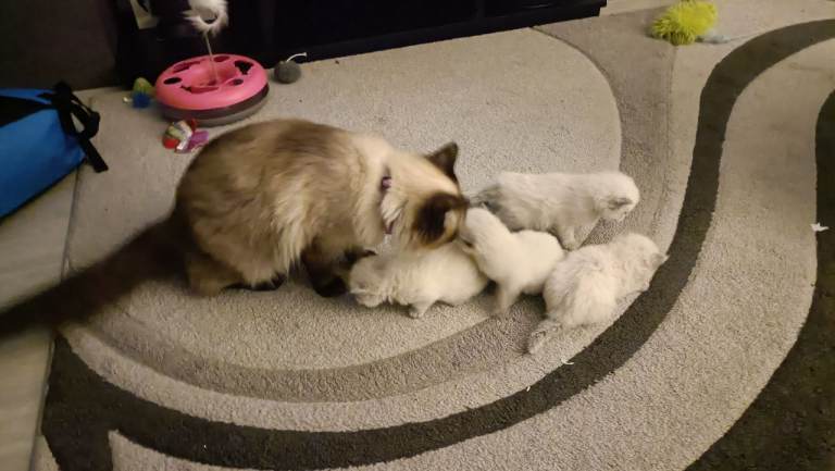 Beautiful ragdoll kittens 