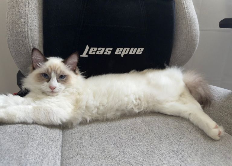 Gorgeous Purebred ragdoll for sale 