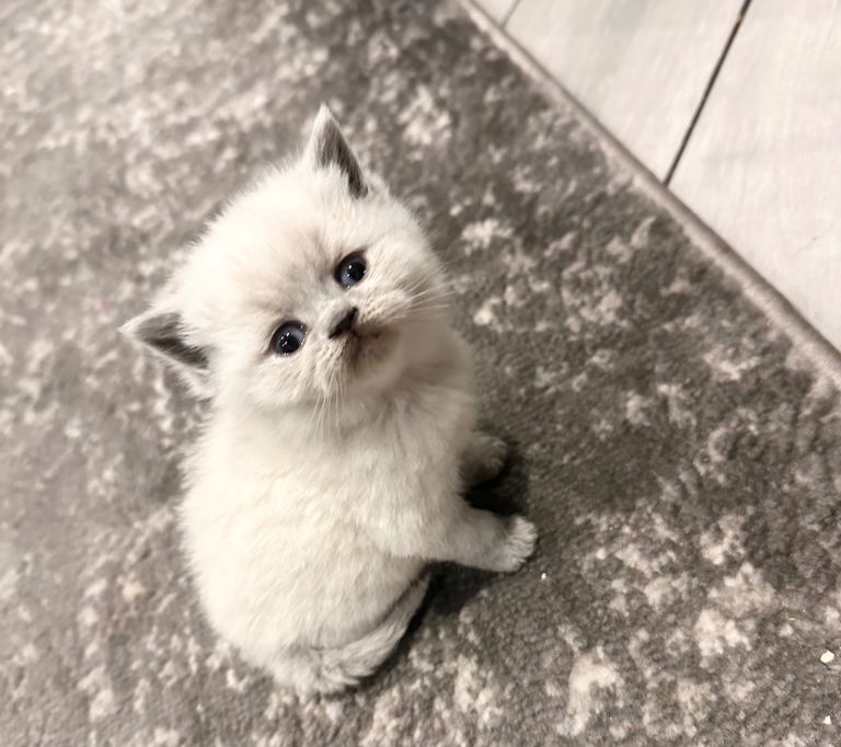 British Short Hair Kittens For Sale