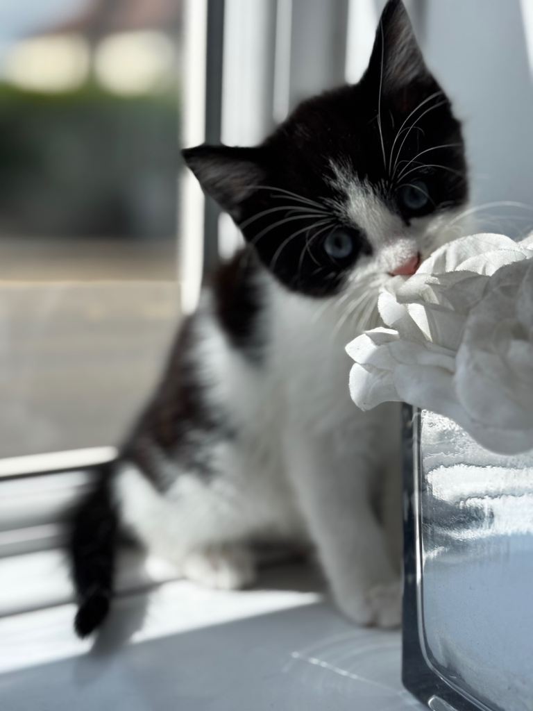 Black and white male kitten for sale 