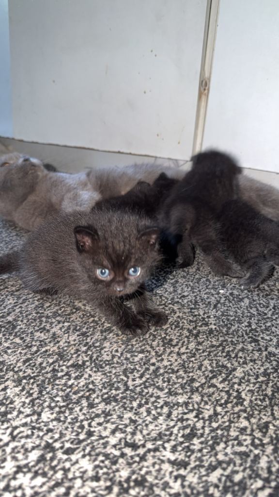 Moonlit Panthers — British Shorthair babies with electric-blue eyes.