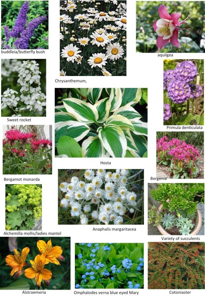 Plants sale: fruit bushes, flowers and shrubs in aid of charity