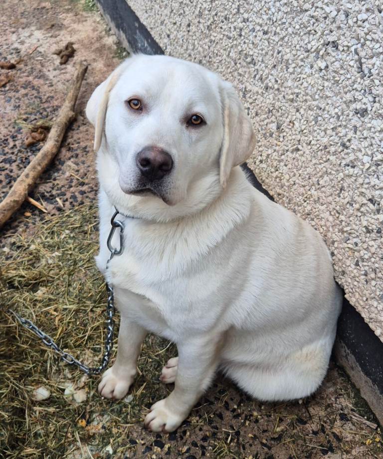 White/Golden Labrador