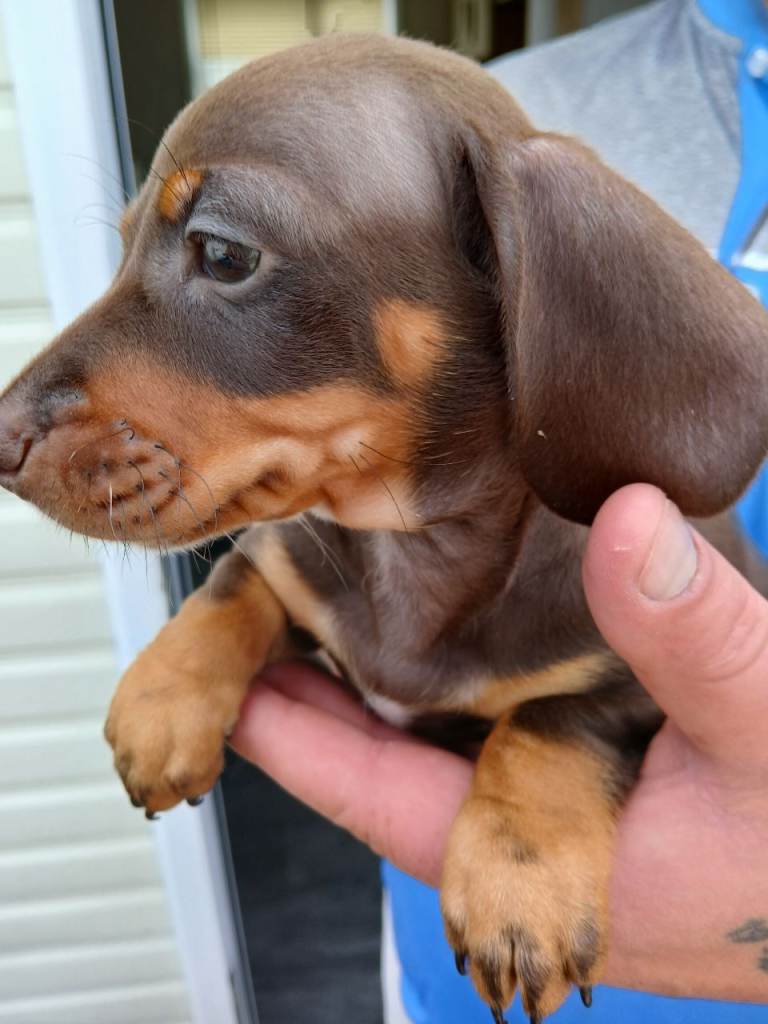 Miniture daschound pups