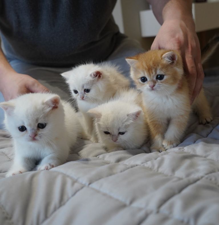 British shorthair chinchilla 