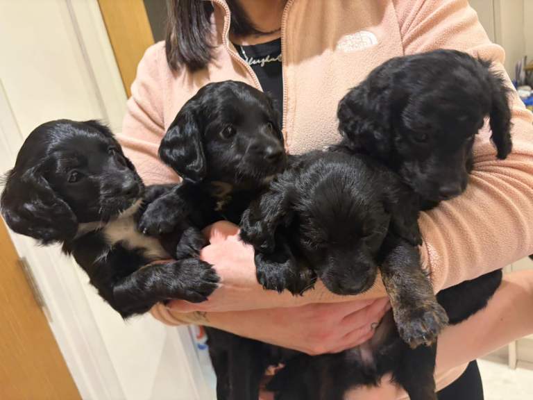 Loodlepoo Puppies 