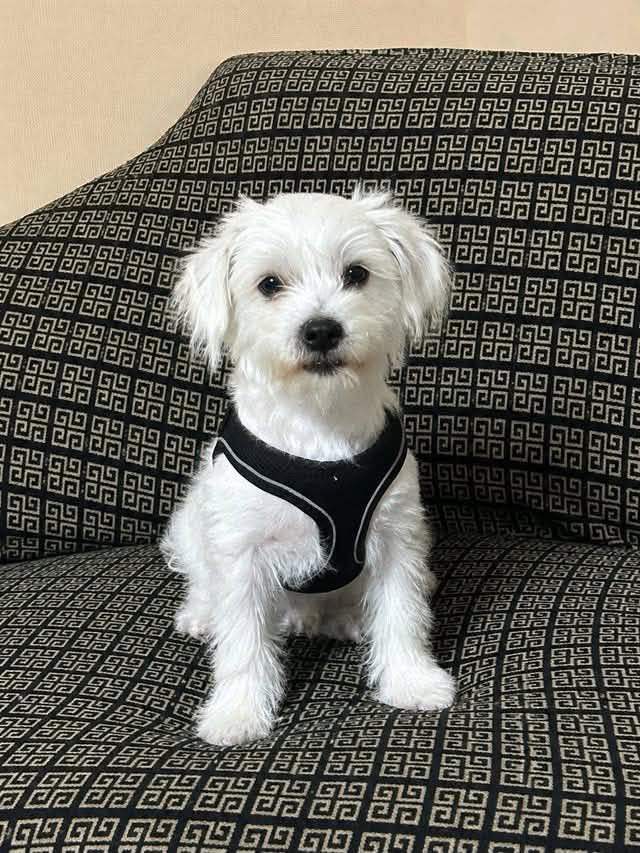 Maltese