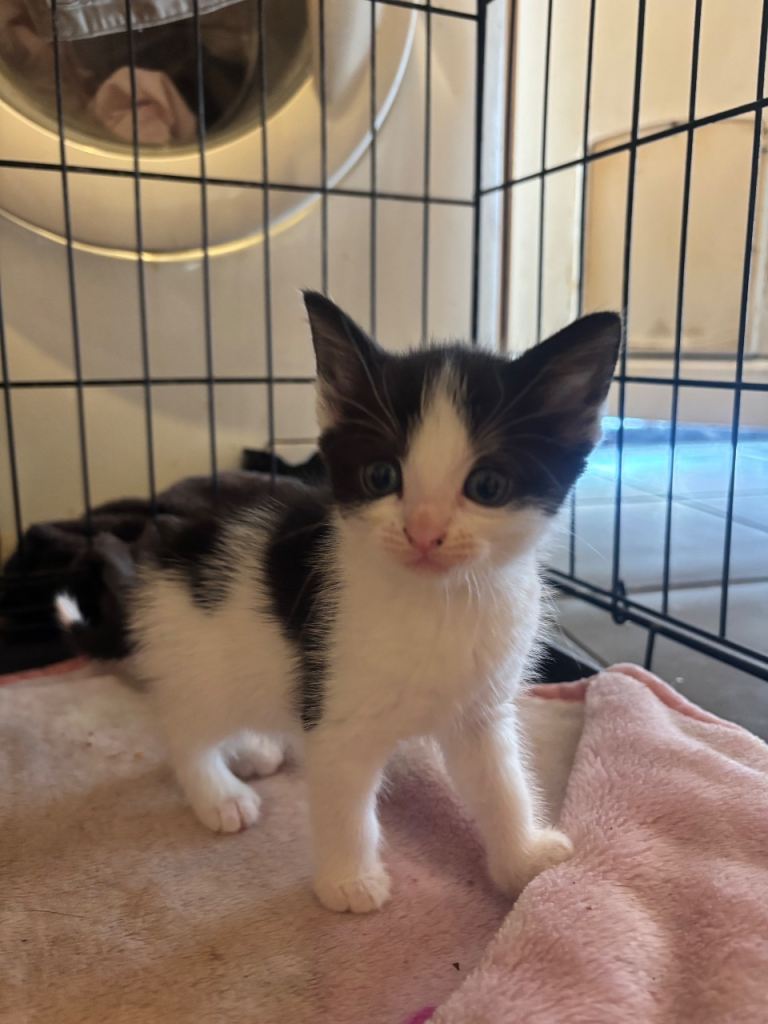 Beautiful female kitten for sale ready to go