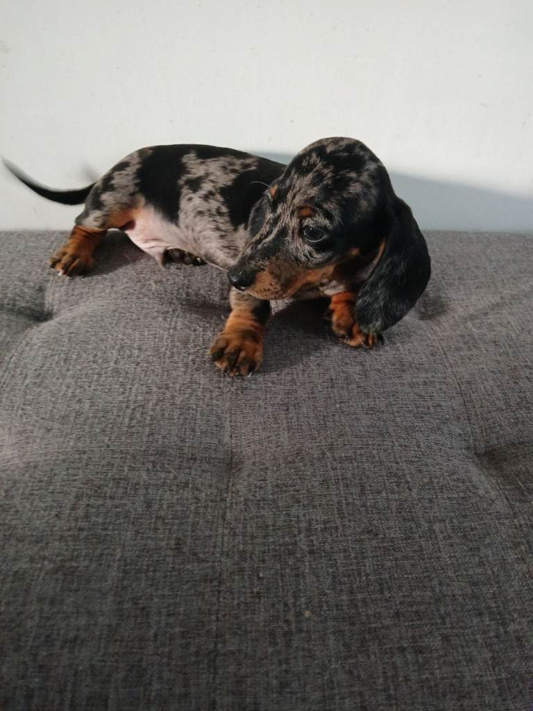 Miniature  daschound  pups