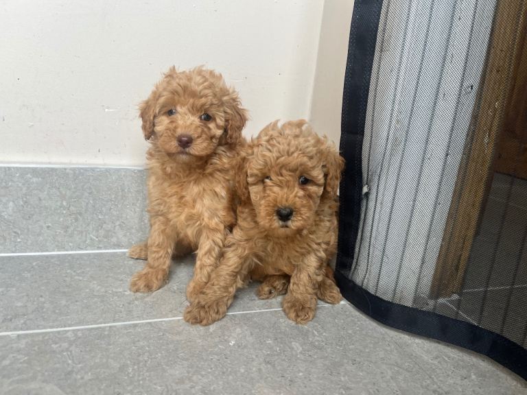 Cavapoo puppies