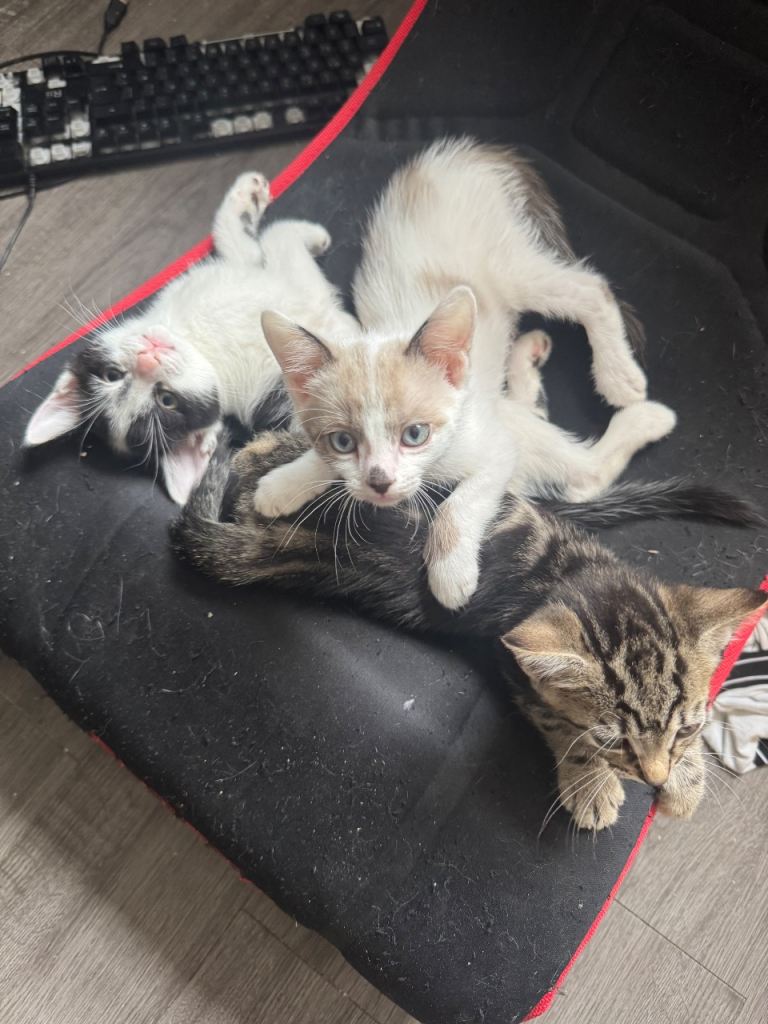 Snow bengal x kittens 