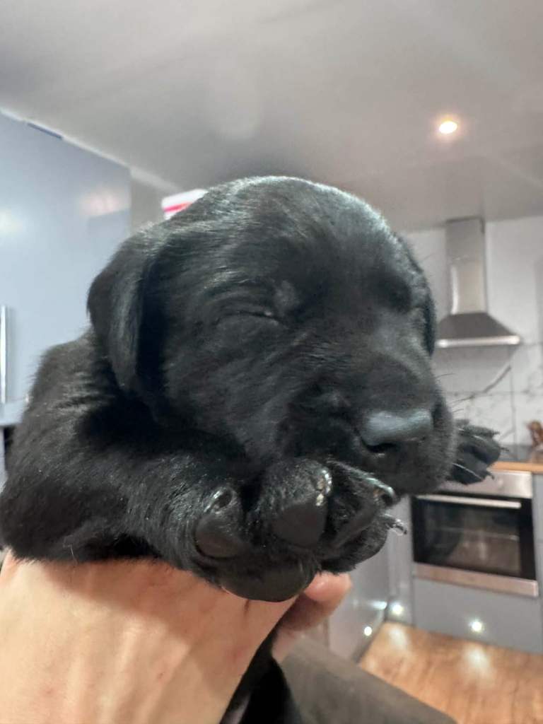 Pure Labrador puppies for sale