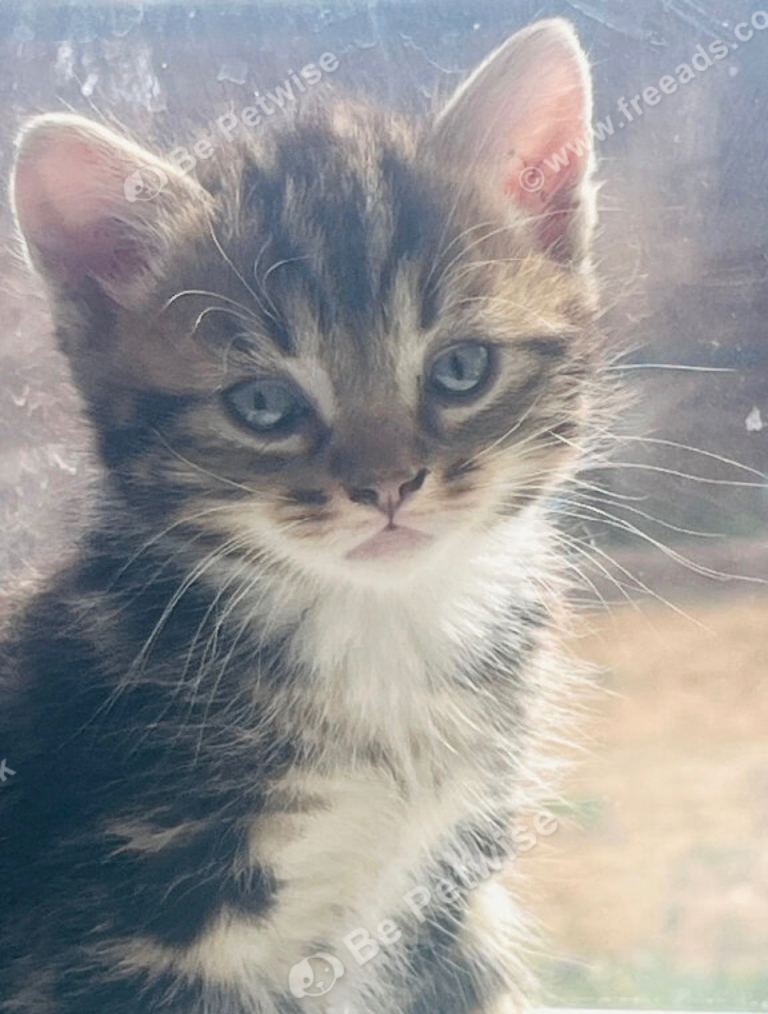 Tabby kittens