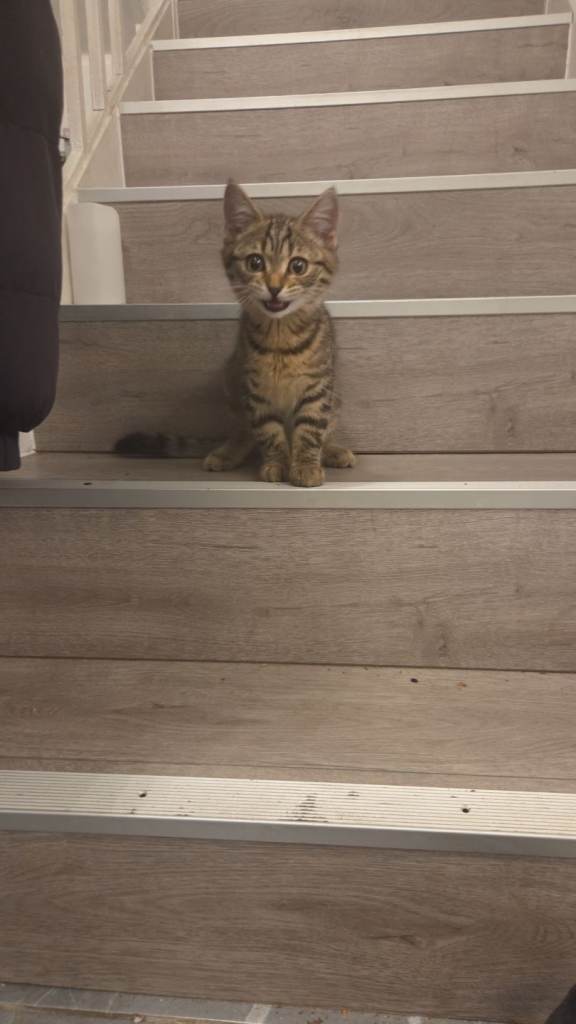Kitten for sale