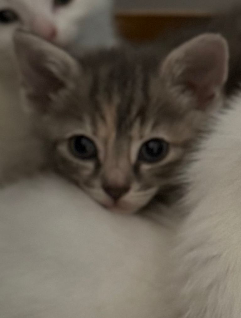 Grey Tabby Female Kitten