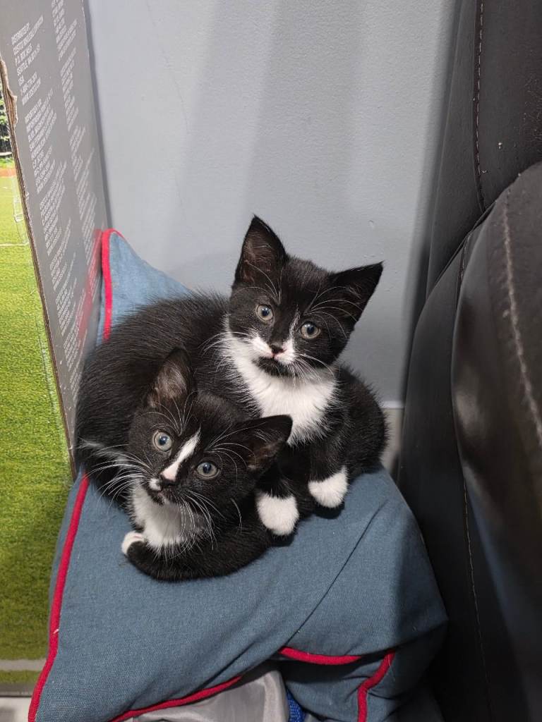 2 female Playful Litter Trained Kittens TW5